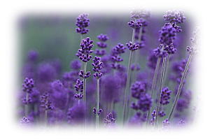 アロマセラピーラベンダー