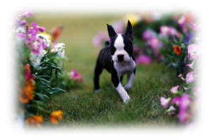 ペットアロマはエステではない２