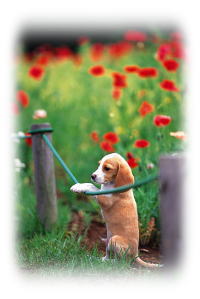 ペットアロマはエステではない1