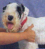 ペットアロママッサージ