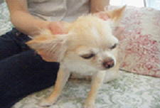 モンプチ・シュシュ