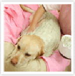 アロマペットサロン ウィズ